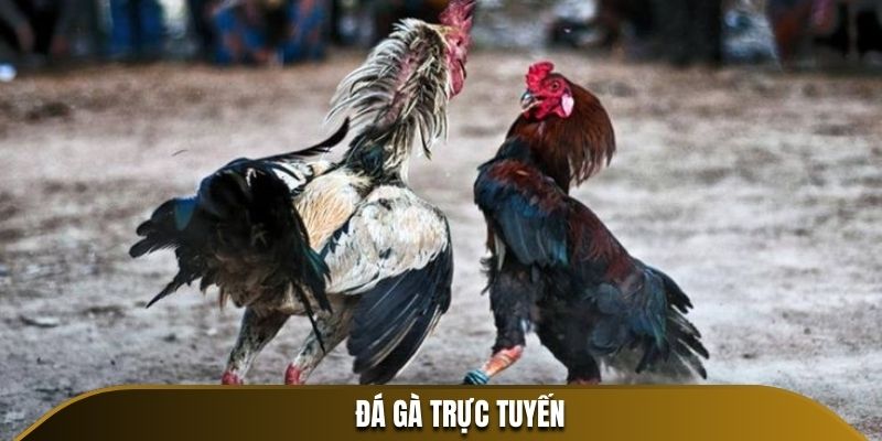 Đá Gà Trực Tuyến
