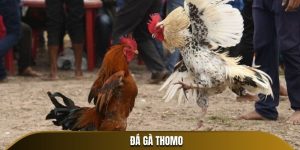 Đá Gà Thomo
