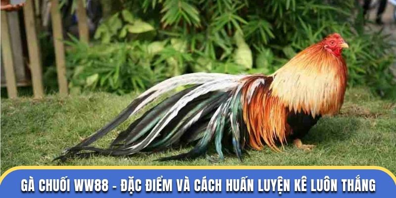 Gà Chuối