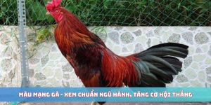 Màu Mạng Gà